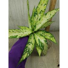 Dieffenbachia sp star bright 850р
