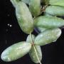 Hoya sp.628 GPS 7240 (the leaf wider than Hoya sp.512)          628