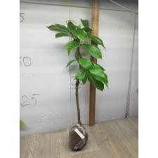 Syzygium malaccense variegated (Indonesia) 245/1