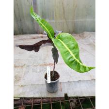 Codiaeum Chai Ya Pruek 27