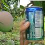 Mangifera indica 'R2E2'.