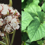 Clerodendrum chinense