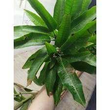 Mangifera indica 'Choke Anan' (grafted). 154-190