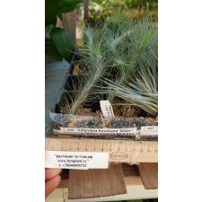 Tillandsia funckiana 'Silver' A36