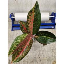 Aglaonema Taira A-117