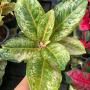 Aglaonema  Prakaipet hybrid A-65
