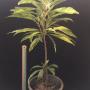 Pouteria campechiana (Mexico)(yellow variegated)(grafted).