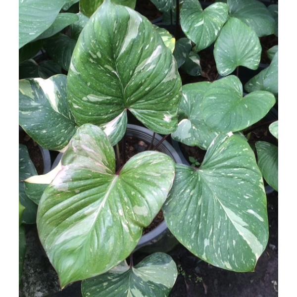 Homalomena rubescens 'Silver Splash 425/1