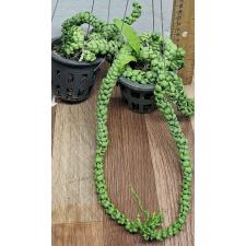 Дисхидия Драгон Джейд / dischidia dragon jade (L)