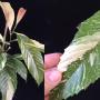 Tetracera loureiri (big leaf) variegated.