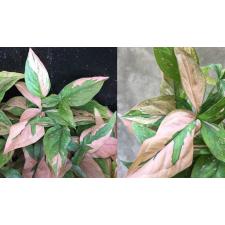Syngonium Red Spot