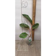 Aglaonema 10 Karat - green black A-3 Уценка