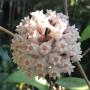 Hoya acuta (pink)(#345).
