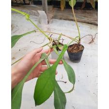 Philodendron joepii  pot