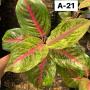 Aglaonema  Boxing  A-21