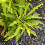 Euodia ridleyi.