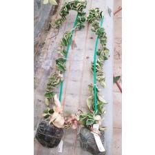 Hoya Indian Rope albomaginata(L)151- 3500р