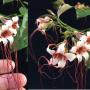Strophanthus preussii