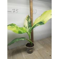 Dieffenbachia sp Hongsaa variegated