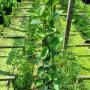 hoya carnosa white