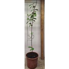 Псидиум гуаява (Красные листья) / Psidium guajava (red leaf) 234