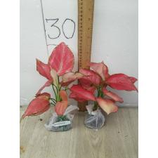 Aglaonema Super Pink A-41