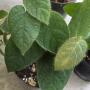 Ficus villosus