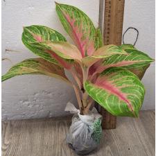 Аглаонема ЛукБей Розовая. / Aglaonema LukBay Pink A-22