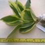 Hoya pachyclada variegata               190