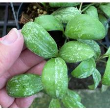 Hoya brevialata 'Splash'(#948) mart 4500р