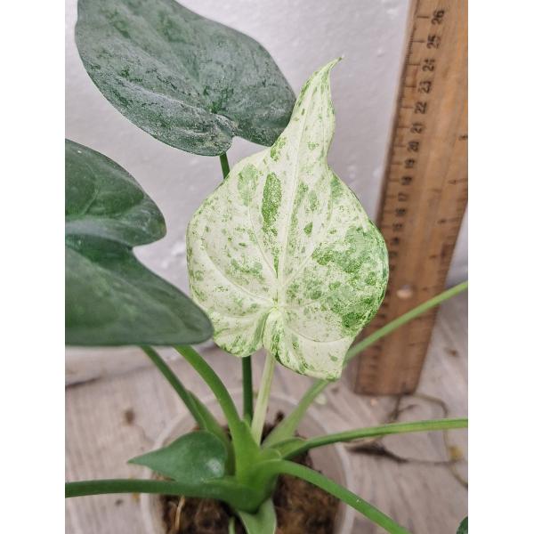 alocasia cucullata variegated pot 2200p