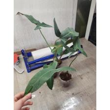 Philodendron sp.(T15)P. mexicana. стакан 750p