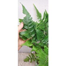 Heterogonium pinnatum