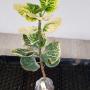 Codiaeum Rassamee Chan
