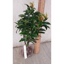 Ixora Orange Twist. 166