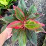 Aglaonema  Aurora - Red  A-7