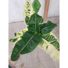 Codiaeum Chang Puek 86