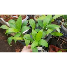 Spathiphyllum Lemon Glow  223/1