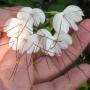 Clerodendrum incisum