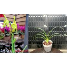 ARCHBOLDIANA pink