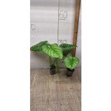 Philodendron mamei