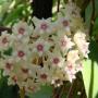 Hoya acuta      1