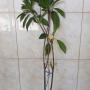 Manilkara zapota 'Vietnam' (big and round fruit)(grafted).