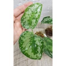 Scindapsus Pictus argyraeus 2+ leaves (S)
