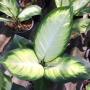 Dieffenbachia Vassana Rungroeng