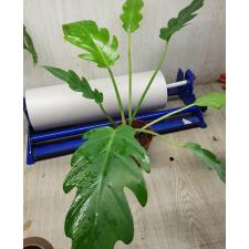 Philodendron elegans sp pot коричневый 1050p