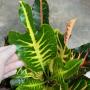 Codiaeum Tri Kotchasri