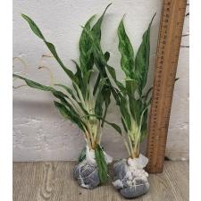Аглаонема Рич номер 4 / Aglaonema Rich no.4 A-68