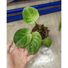 syngonium macrophyllum ice frost s 800p