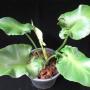 Philodendron rugosum